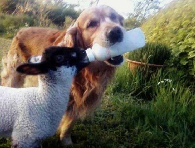 dog-feeding-lamb.jpg