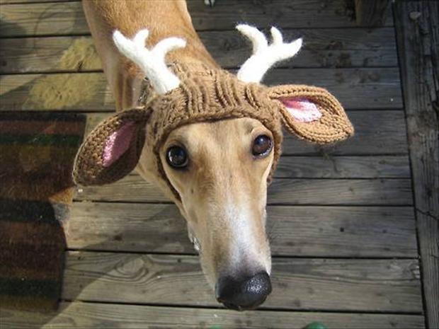 dog-with-reindeer-antlers-funny-dogs.jpg