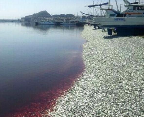 japanese_fish_kill.jpg