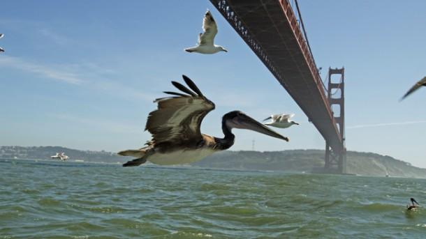pelicans.jpg