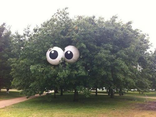 eyes_in_tree.jpg