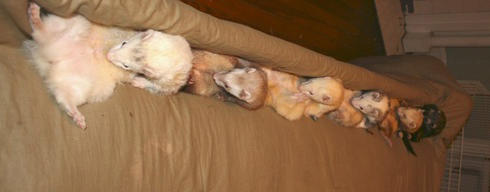 ferret_train.jpg
