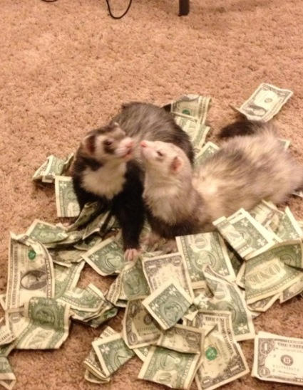 greedyferrets.jpg