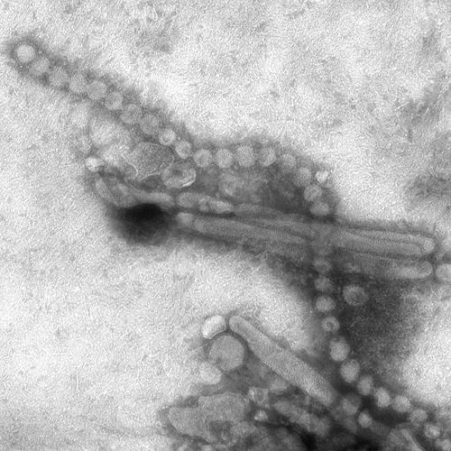 h7n9_virus.jpg