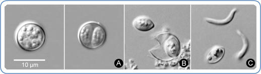 home_page_image_cyclosporiasis_test.jpg