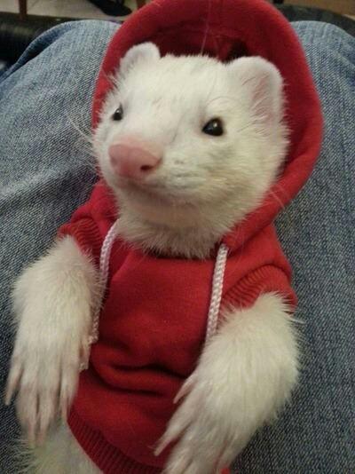 hoodie_ferret.jpg