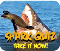 shark_quiz.png