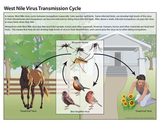 west_nile_lifecycle.jpg