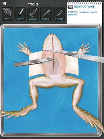 frog_dissection_2.jpeg