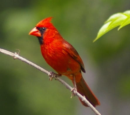 cardinal1.jpg