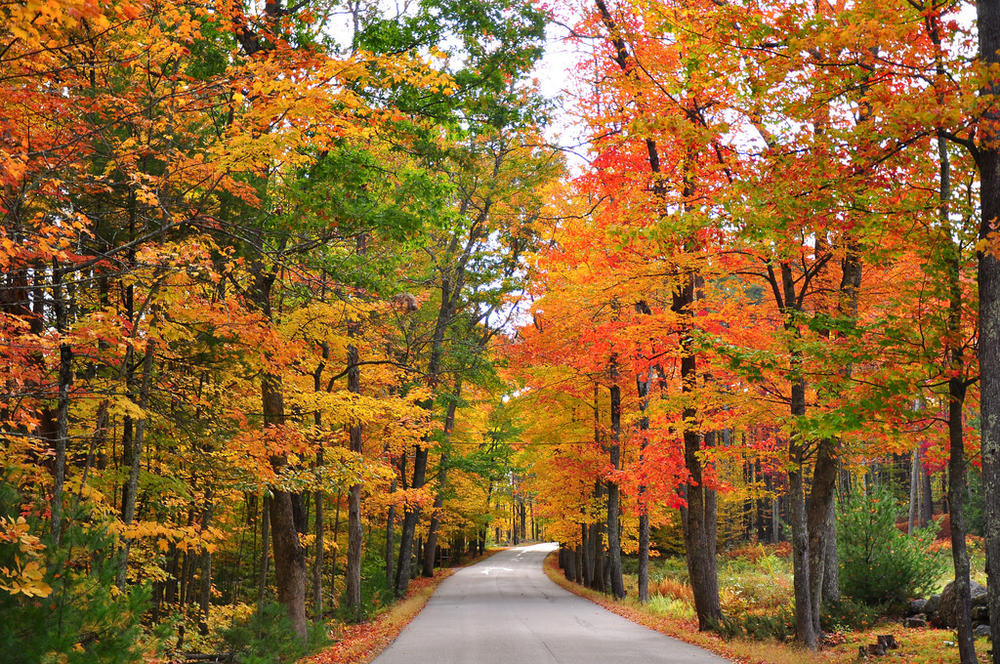 fall_foilage1.jpg