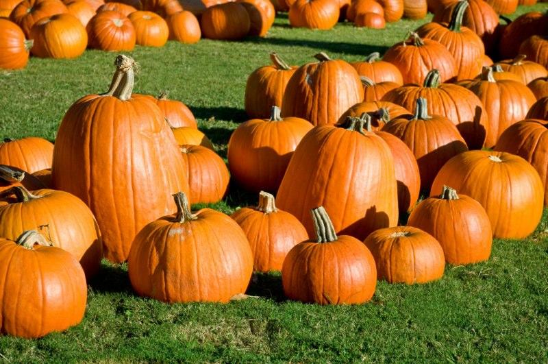 pumpkin-patch1.jpg