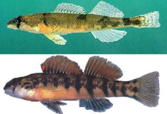 Controversy Over Endangered Fish | Georgia Public Broadcasting