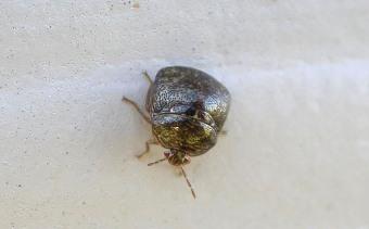 Kudzu Eating Bug In Georgia Georgia Public Broadcasting