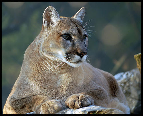 Featured image of post Big Cats In Georgia / We operate through a network of foster homes in the north metro atlanta area.