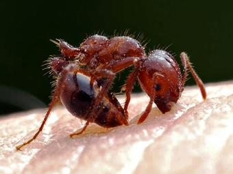 Fireant!