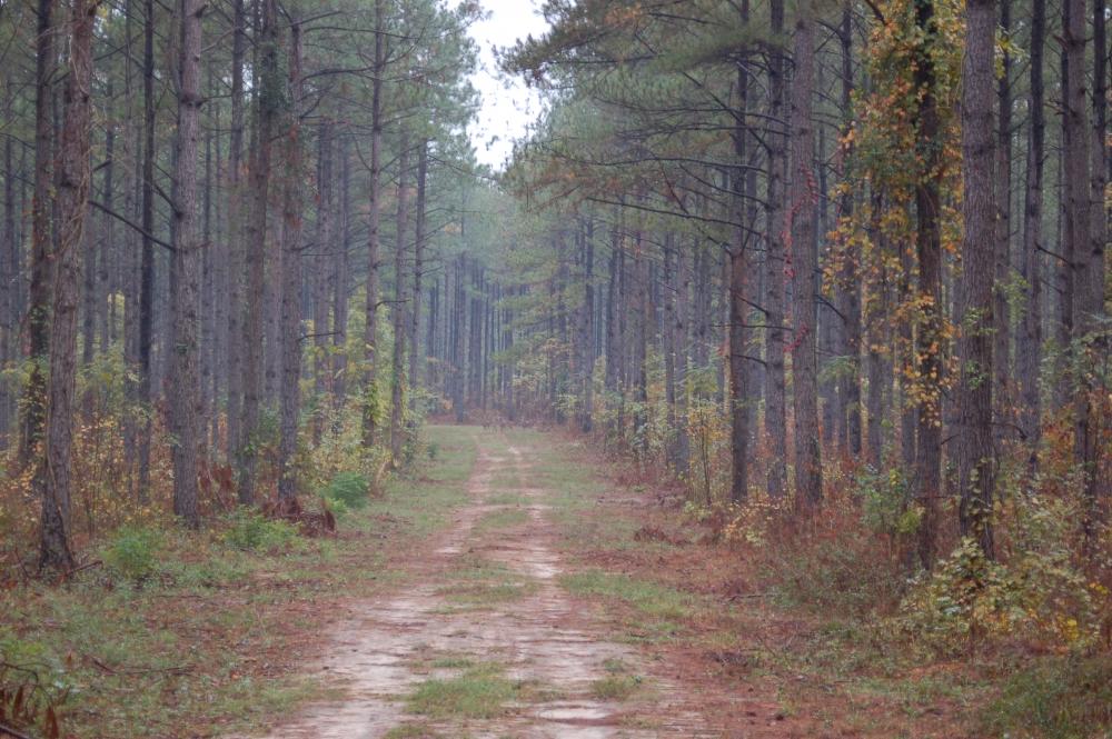 Ga., Southern Forests Face Multiple Threats