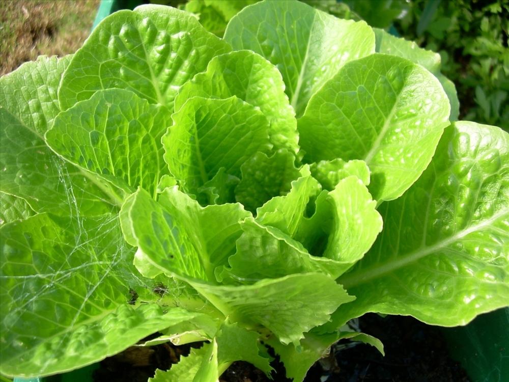 Dole Recalls Bagged Lettuce Public Broadcasting