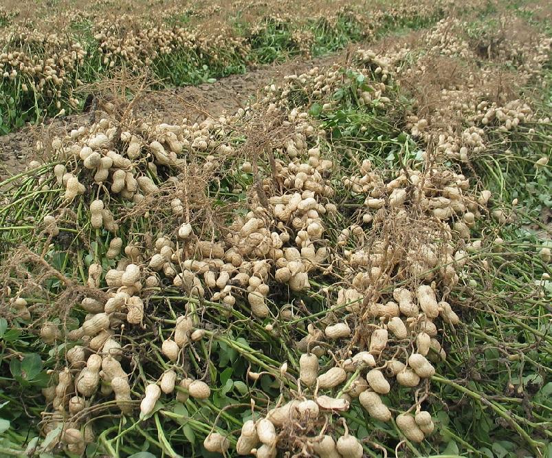 A peanut crop in a field