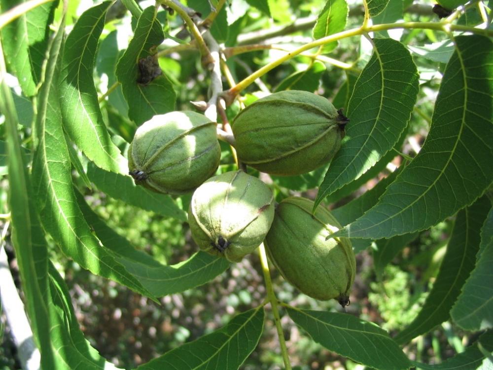  An international team of researchers, including four at the University of Georgia, are looking for ways to adapt one of Georgia’s top commodities: pecans.