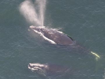 A pair of North Atlantic right whales surface.