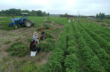 Workers pick peanuts at a farm in Tattnall County. Image: Stephen Morton/UGA College of Agriculture/Flickr