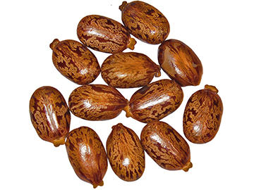 Castor Oil beans when ground up into powder become the poison ricin. Castor Oil beans when ground up into powder become the poison ricin.