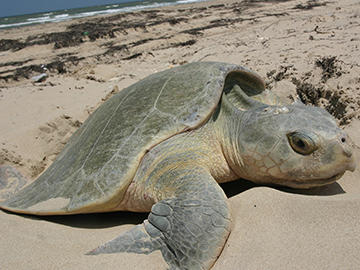kemp-ridley sea turtle
