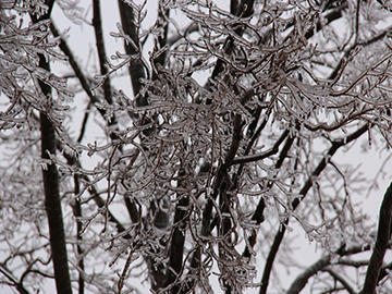 Icy Branches