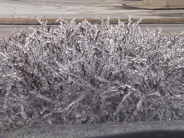 Icicles form on trees in Gainesville 