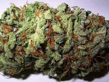 Medical Marijuana 