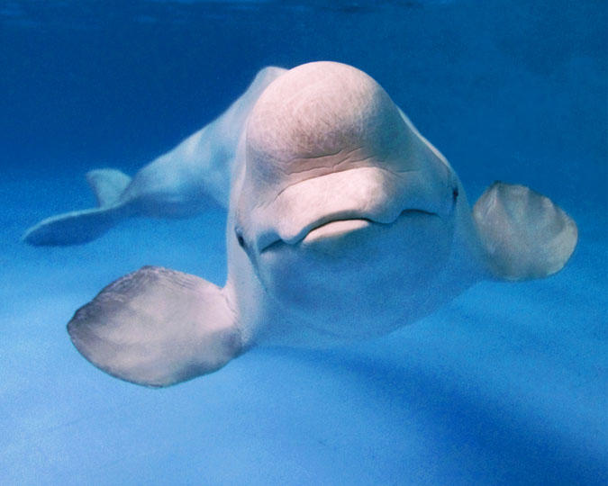 Beluga whales in Russia