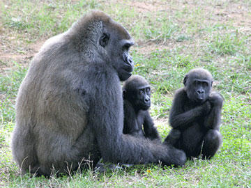 gorillas at Zoo Atlanta