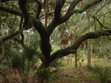Ossabaw Island Foundation