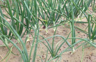 Vidalia onions in a field