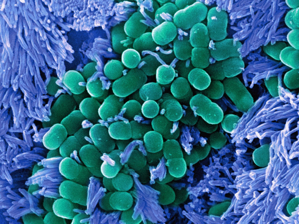 Colored scanning electron micrograph (SEM) of Escherichia coli bacteria (green) taken from the small intestine of a child. E. coli are rod-shaped bacteria that are part of the normal flora of the human gut.