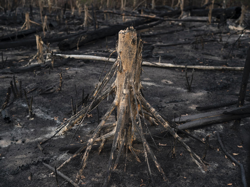 A cut tree stands in a burned area in Prainha, Para state, Brazil. A U.N. report says habitat loss is leading to more animal-to-human transmission of disease.