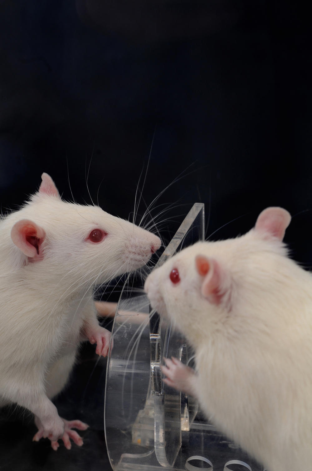 Researchers find that when one rat encounters another trapped in a restrainer, the free animal usually helps the trapped one by figuring out, as these two are doing, how to open the door to the trap. That helpful action happens faster and more consistently when there are multiple free rats.