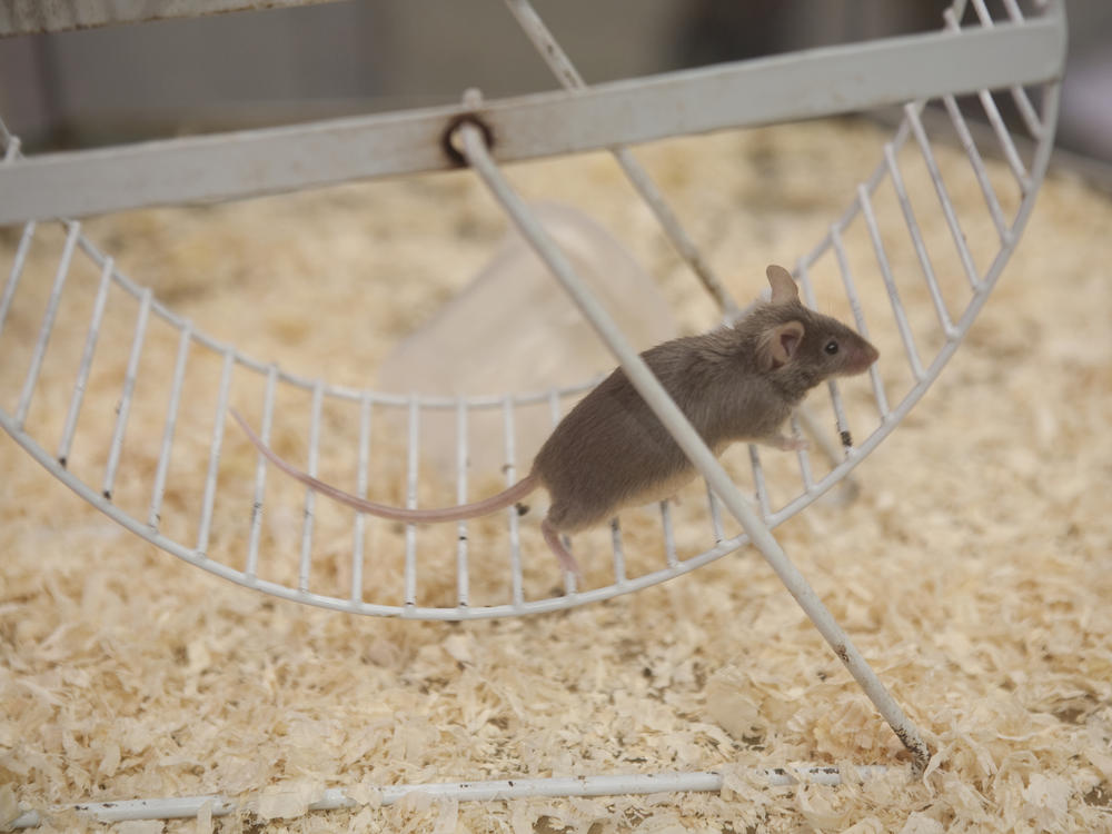 Mice that exercise produce more of an enzyme that can improve memory and other brain functions.