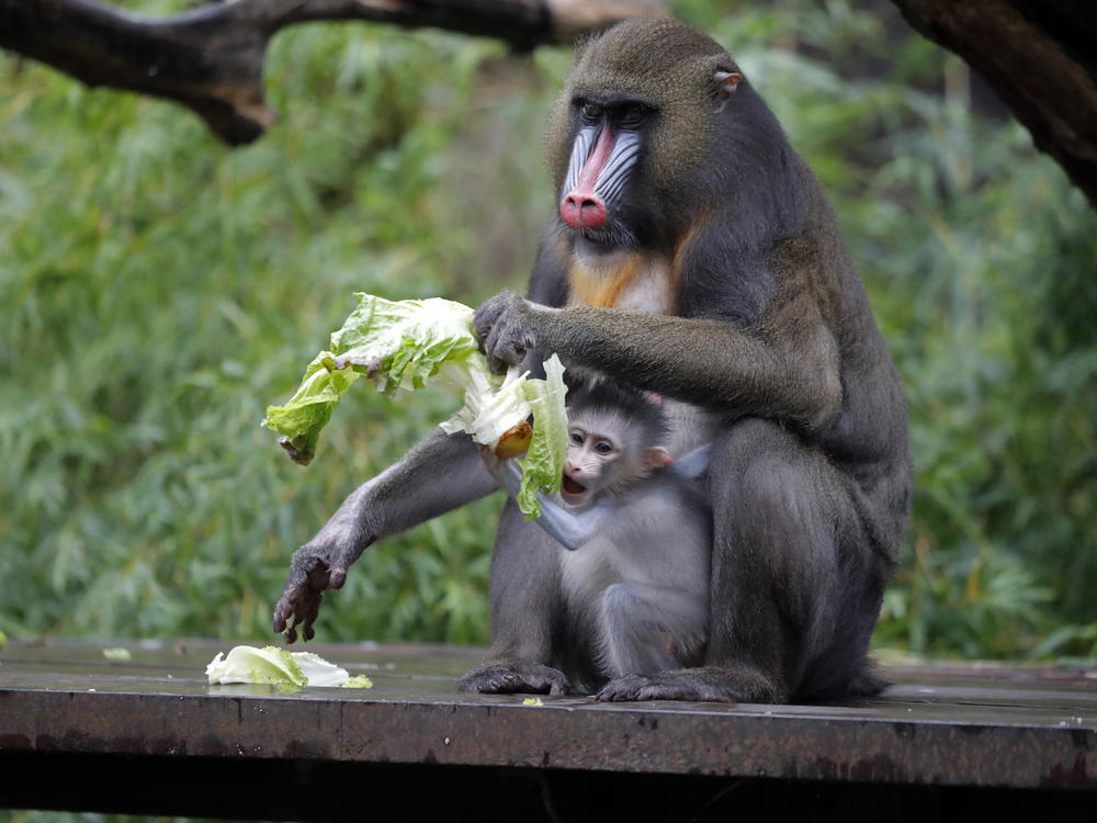 A 1-month-old baby mandrill clings onto its mother Jinx, at the Audubon Zoo in New Orleans on July 6.
