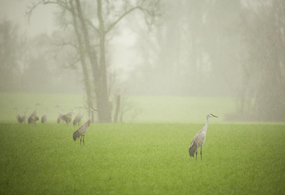 Sandhill cranes looking for food, likely peanut harvest spillage, on a rainy January morning. 