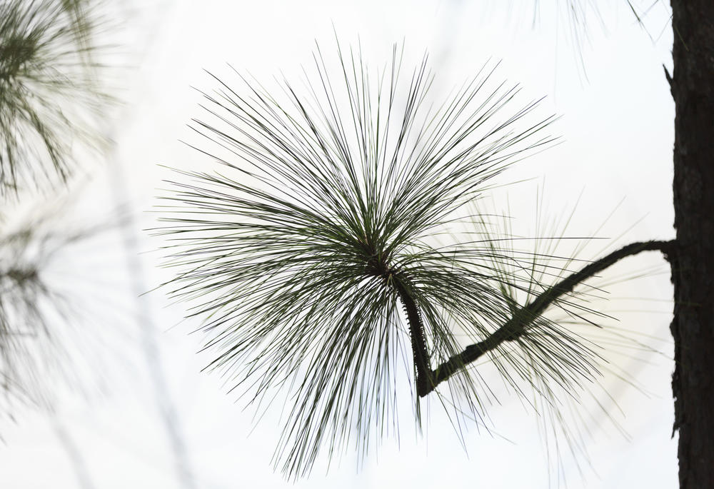 A longleaf pine limb during a prescribed burn earlier this spring in west Georgia. Dry conditions mean planned burns of longleaf stands in the Okefenokee National Wildlife Refuge are on hold. 