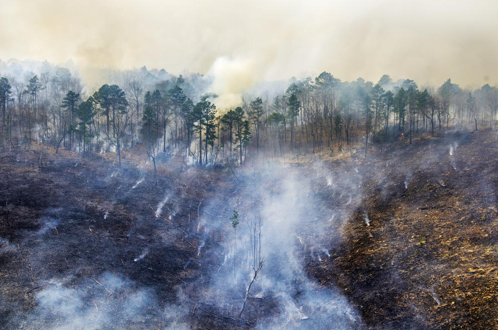 A smoldering control burn of a swath of low, mountainous terrain on the Flint River in Georgia. Decades of intentional burning have returned the area to a longleaf pine tree and grassland environment.  