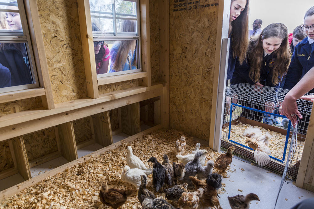 Agriculture students from Bonaire Middle School watch as pullets which were raised in teacher Cheralyn Keily's classroom are released into the school's new chicken house recently. 