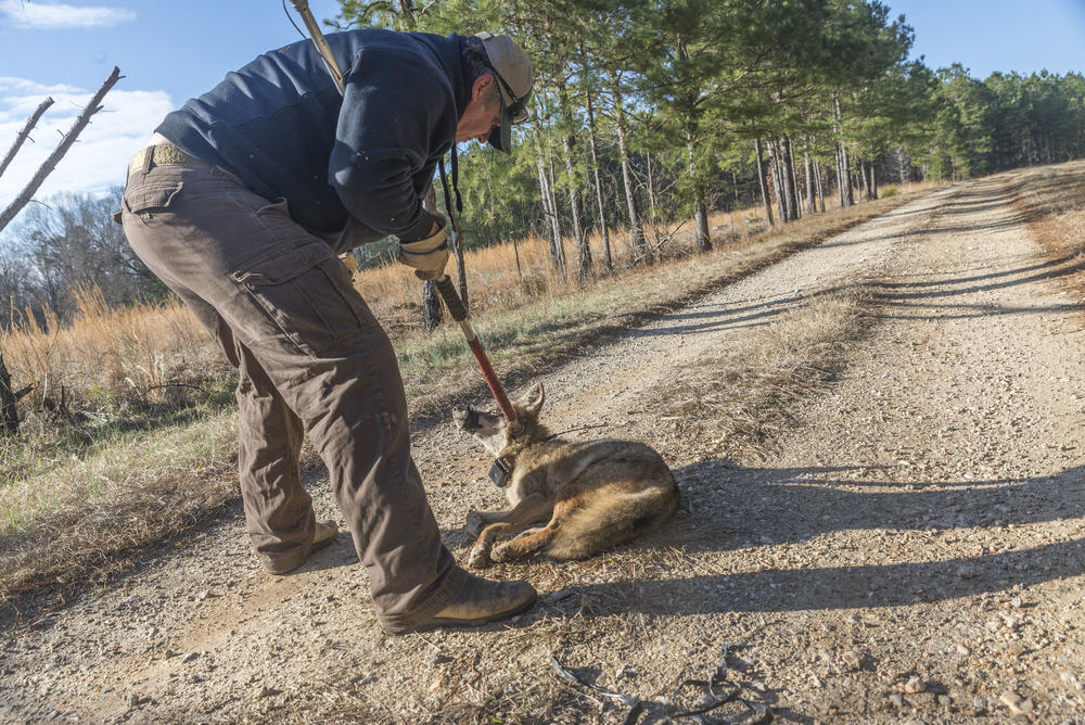In 2015, Trapper Dan Eaton prepares to release a female coyote, wearing a GPS tracking collar, after working with scientists to include her in a three year study of coyotes in the Deep South. 