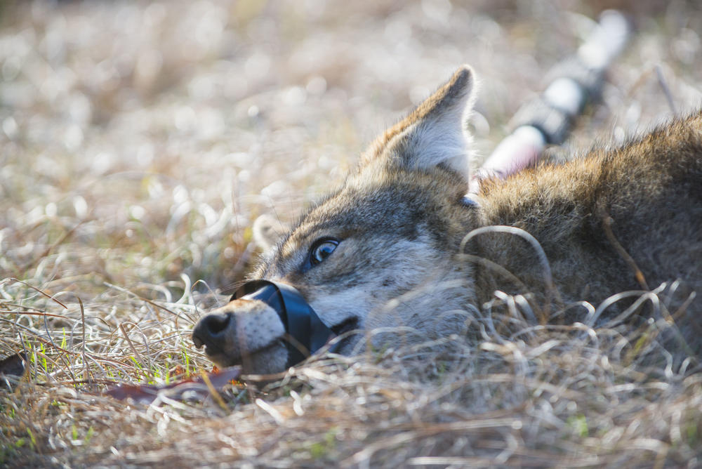 A female coyote, placid and still as scientists measure her and take biological samples in 2015. 