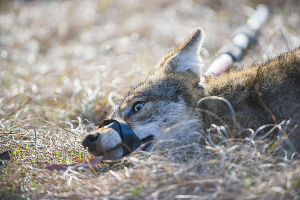A female coyote, placid and still as scientists measure her and take biological samples in 2015. 