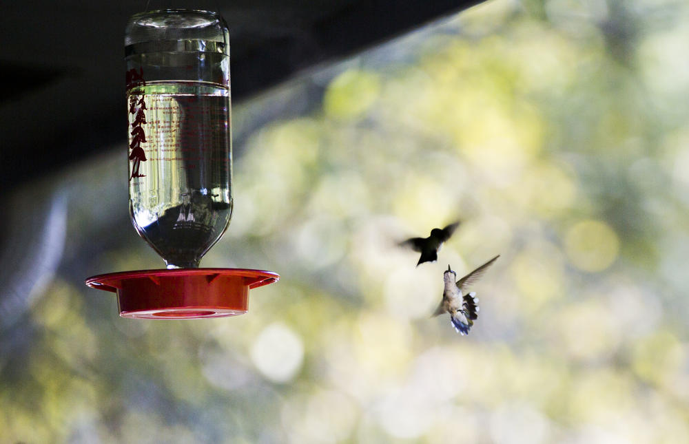 A pair of female ruby-throated hummingbirds duel over a feeder on the front porch of the Rum Creek Wildlife Management Agency office in Monroe County, Ga. 