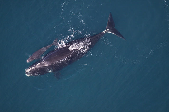 A right whale with a calf, photographed in 2013. Typically, the whales have their babies off the Georgia and Florida coast, but surveys this year have spotted no calves.
