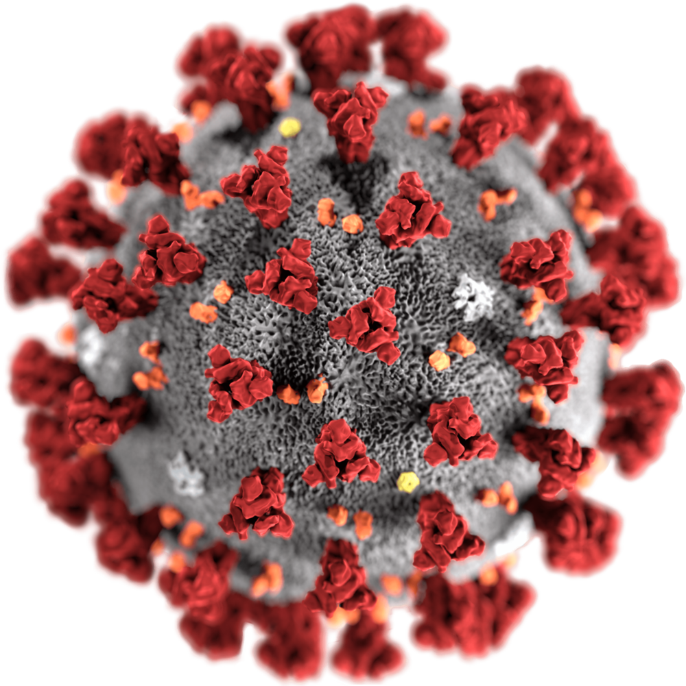 A novel coronavirus is spreading across the United States.
